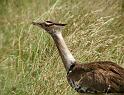 Cori Bustard